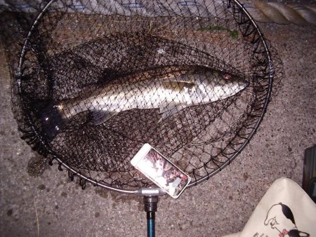 電気ウキで狙う夜釣りのフッコ